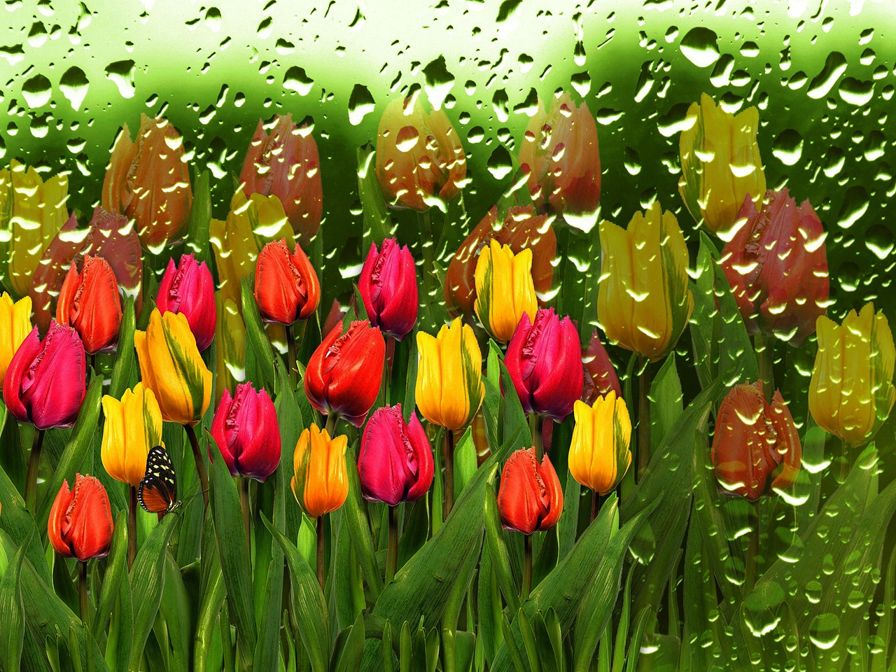 tulips  tulip  drops of water free photo