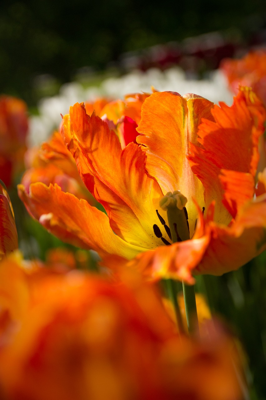 tulips  flowers  summer free photo