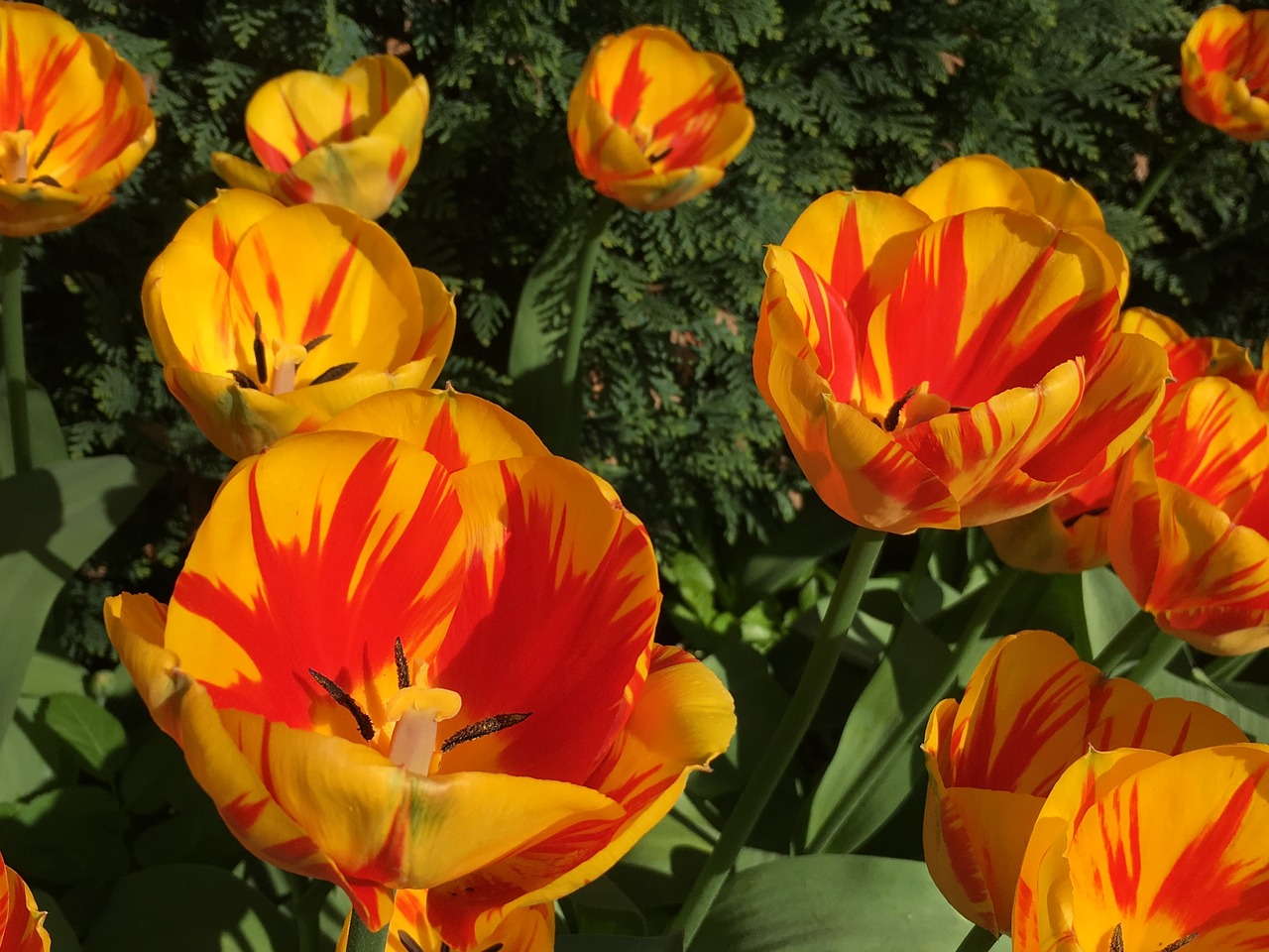 tulips  flowers  spring free photo