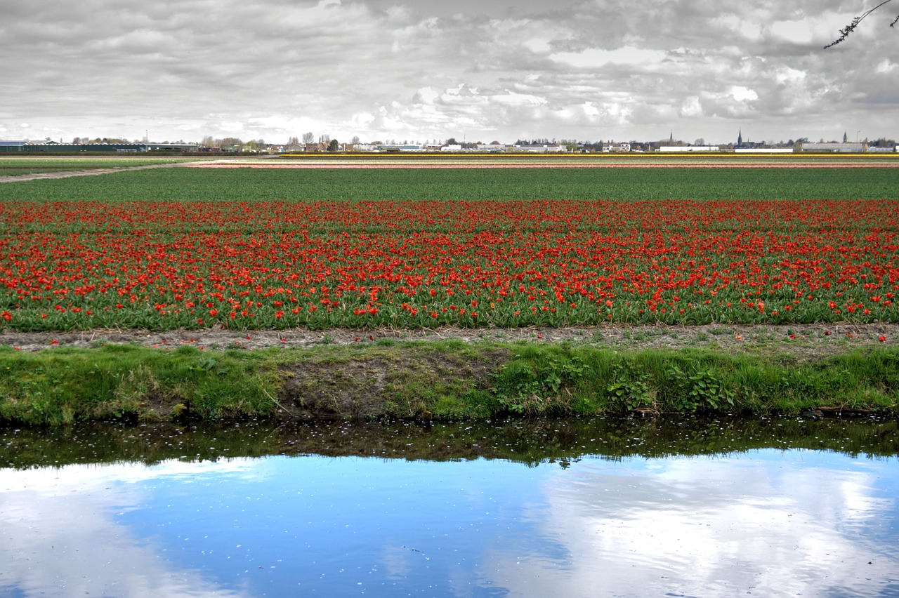 tulips  bed  flowers free photo