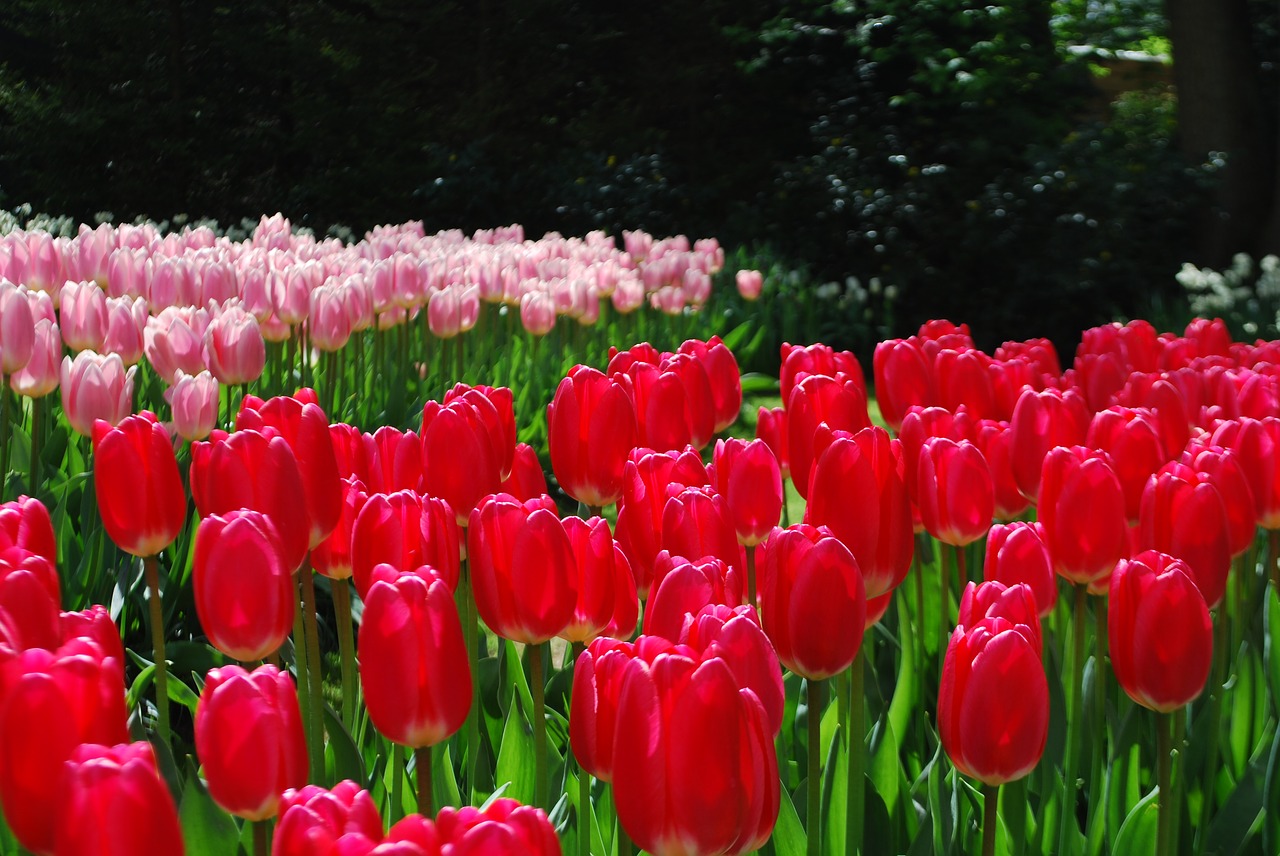 tulips  red tulips  spring gardens free photo