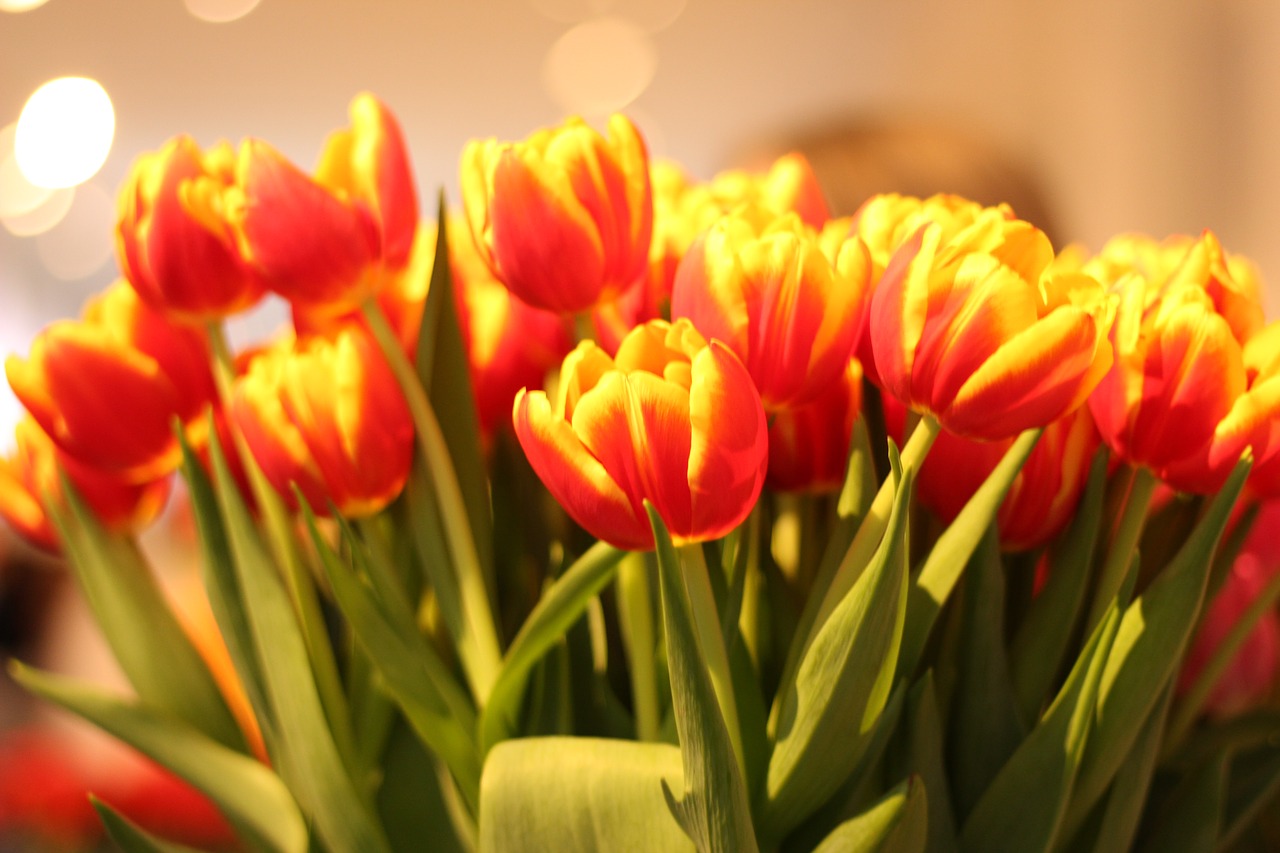 tulips  flowers  spring free photo