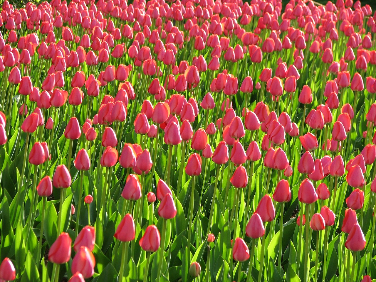 tulips flowers pink free photo