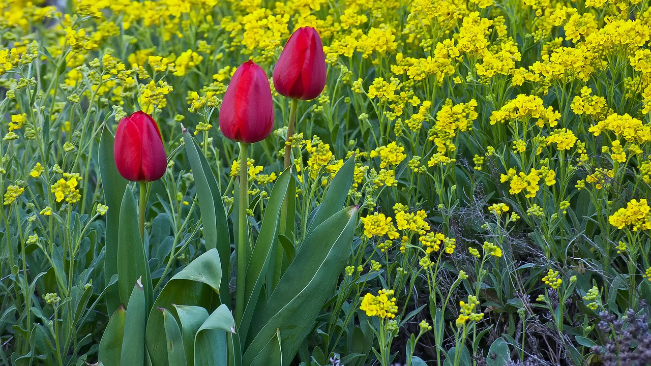 tulips  spring  flowers free photo