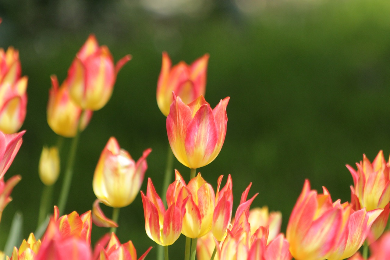 tulips  flowers  nature free photo