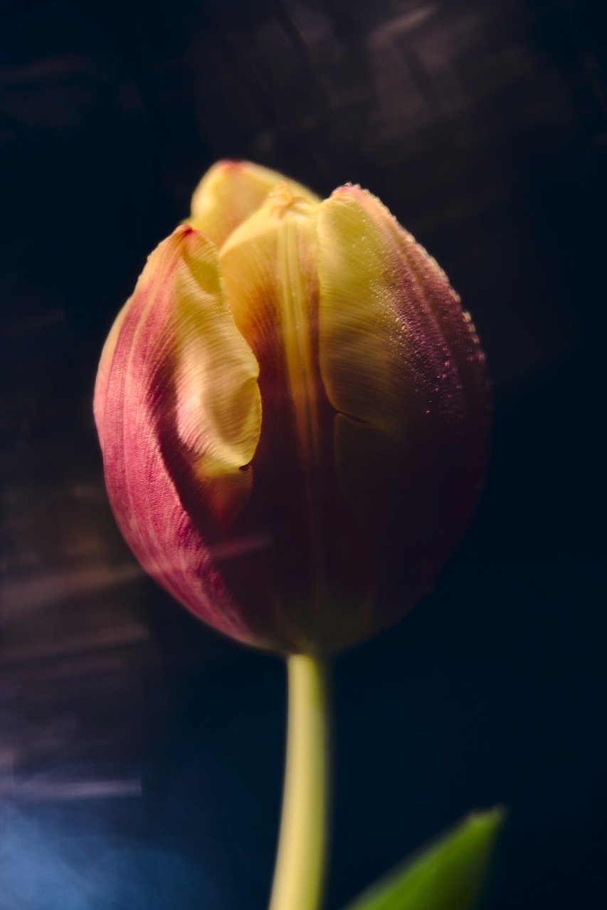 tulips  drip  flower free photo