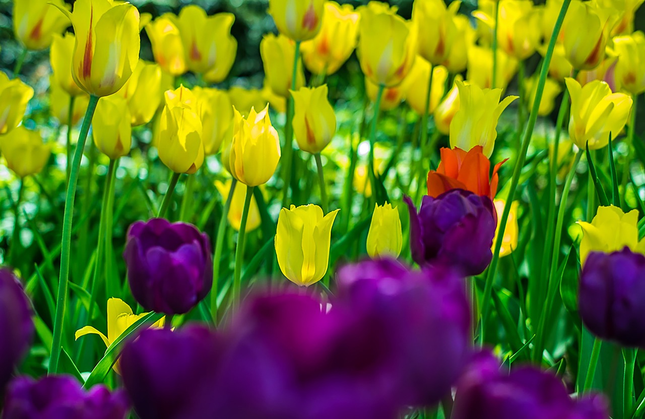 tulips  flowers  garden free photo