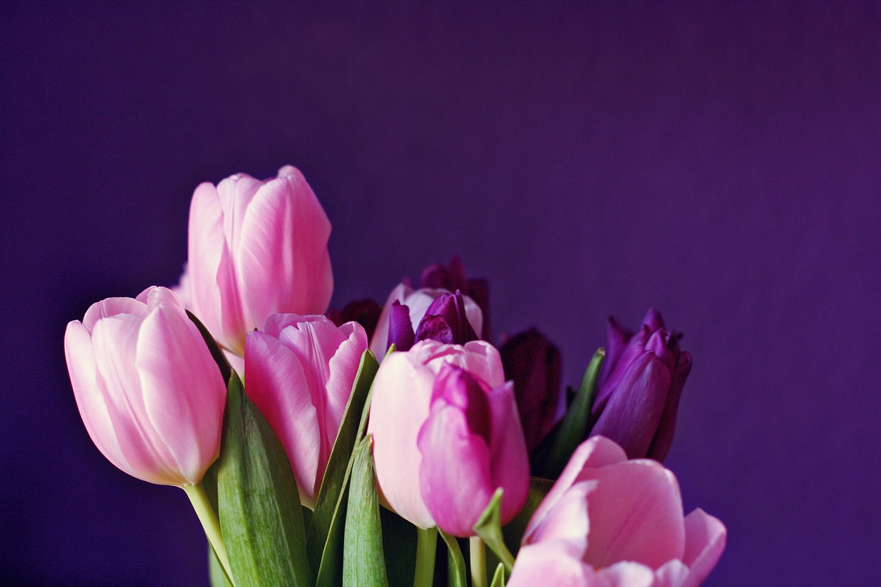 tulips  purple  flower free photo