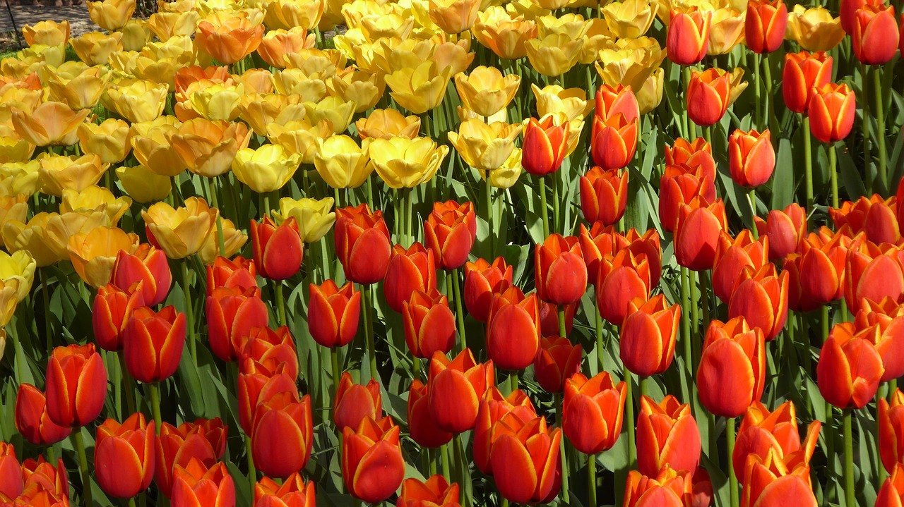 tulips  holland  keukenhof free photo