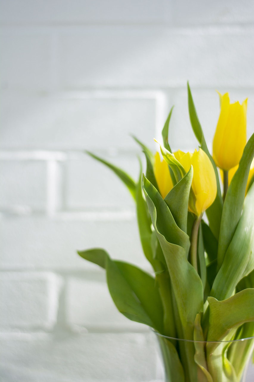 tulips  yellow  flowers free photo