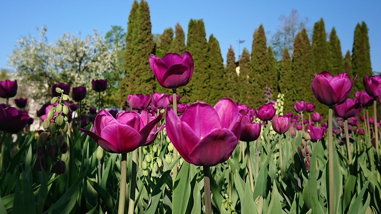 tulips  spring  flowers free photo