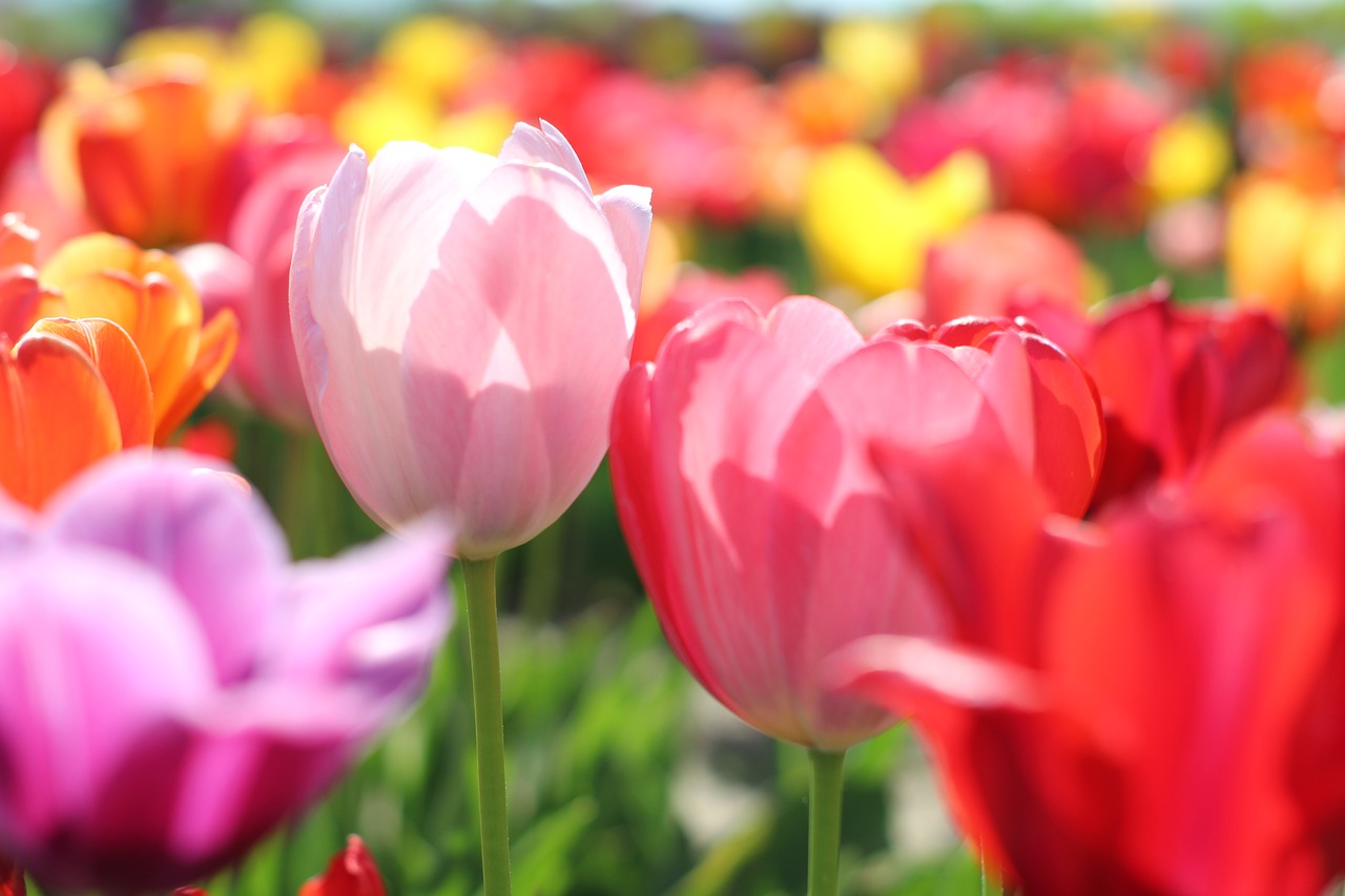 tulips  bloom  colorful free photo