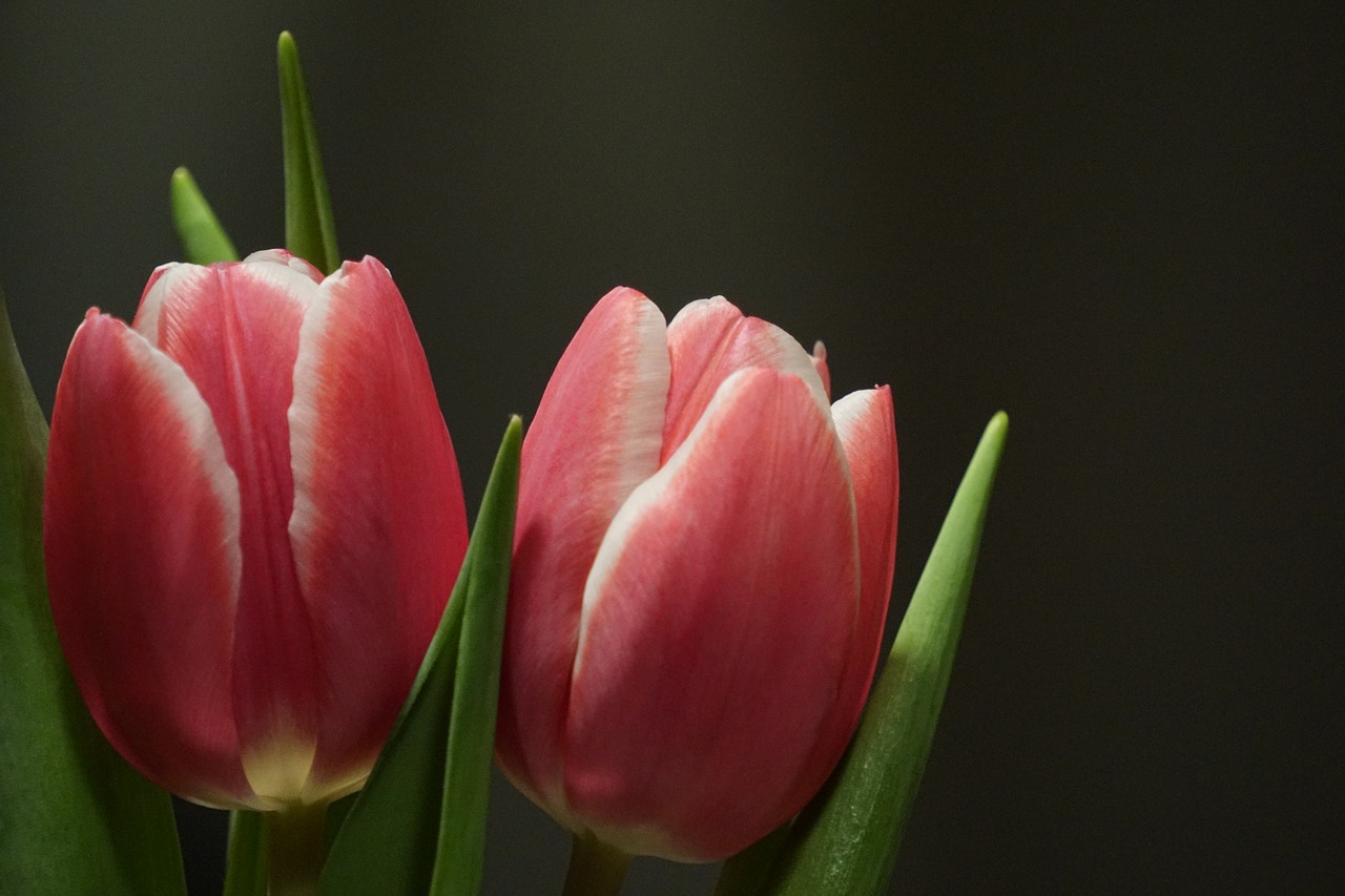 tulips  flowers  bouquet free photo