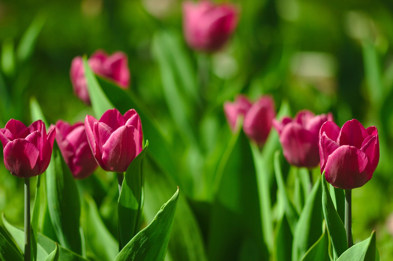 tulips  pink  spring free photo