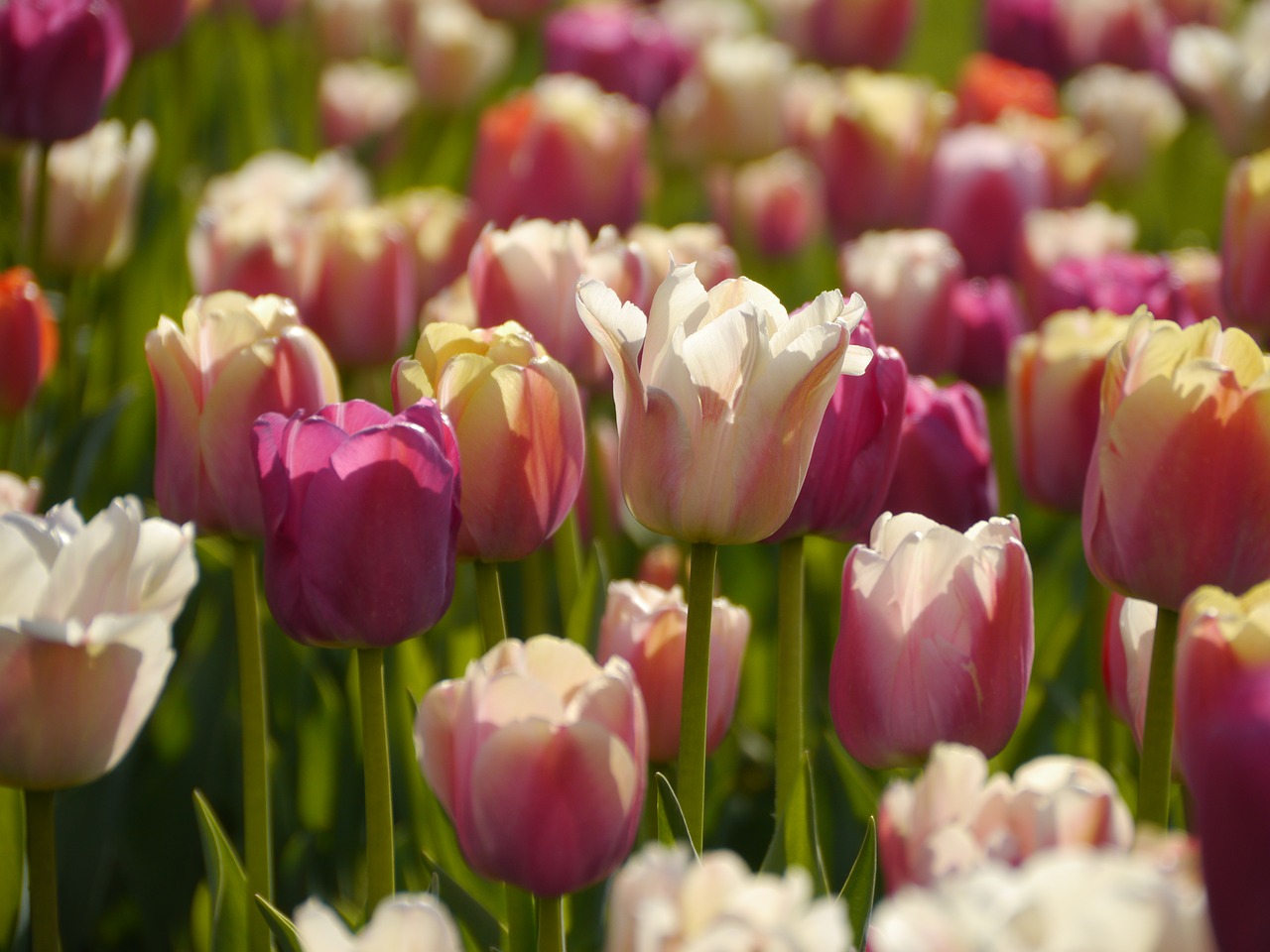 tulips  nature  flowers free photo