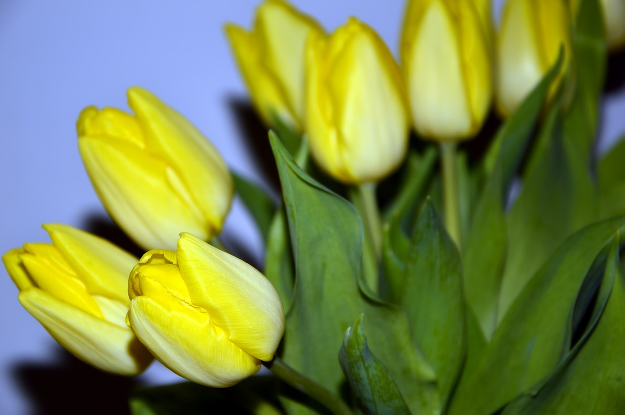 tulips  flowers  yellow free photo