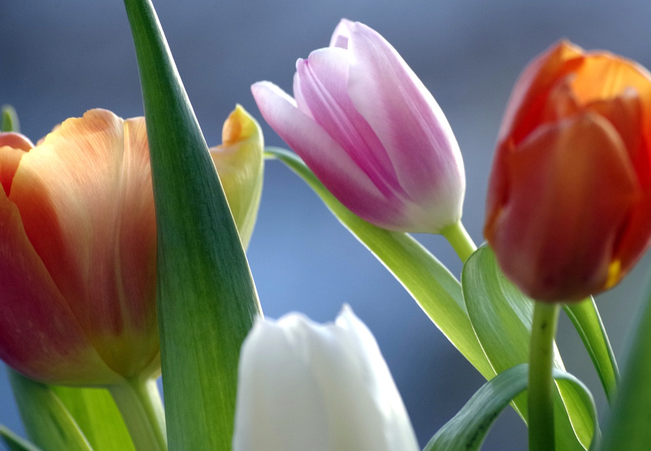 tulips  flowers  spring flowers free photo