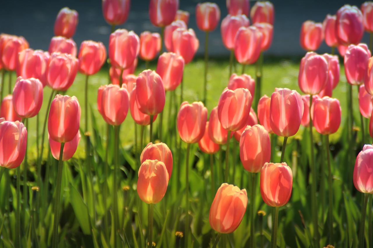 tulips  bed  shining free photo