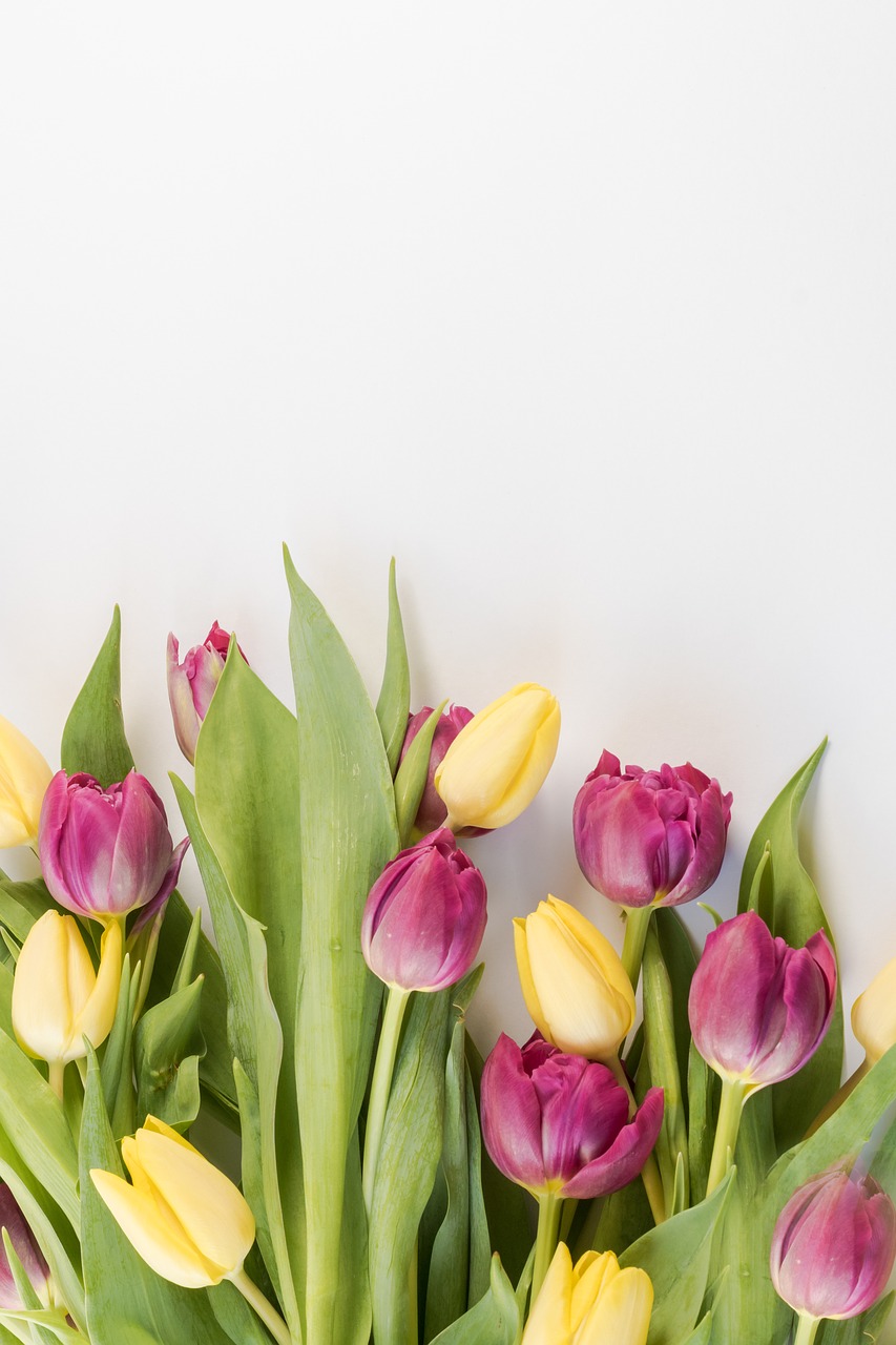 tulips  background  flowers free photo
