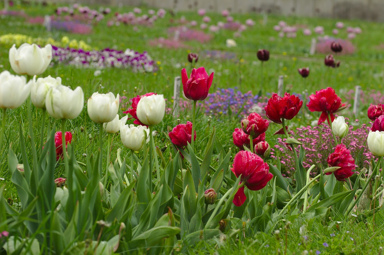 tulips  red  white free photo