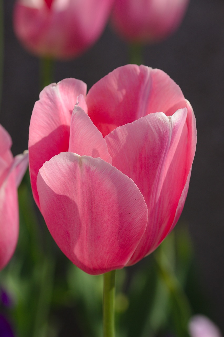 tulips  pink  nature free photo