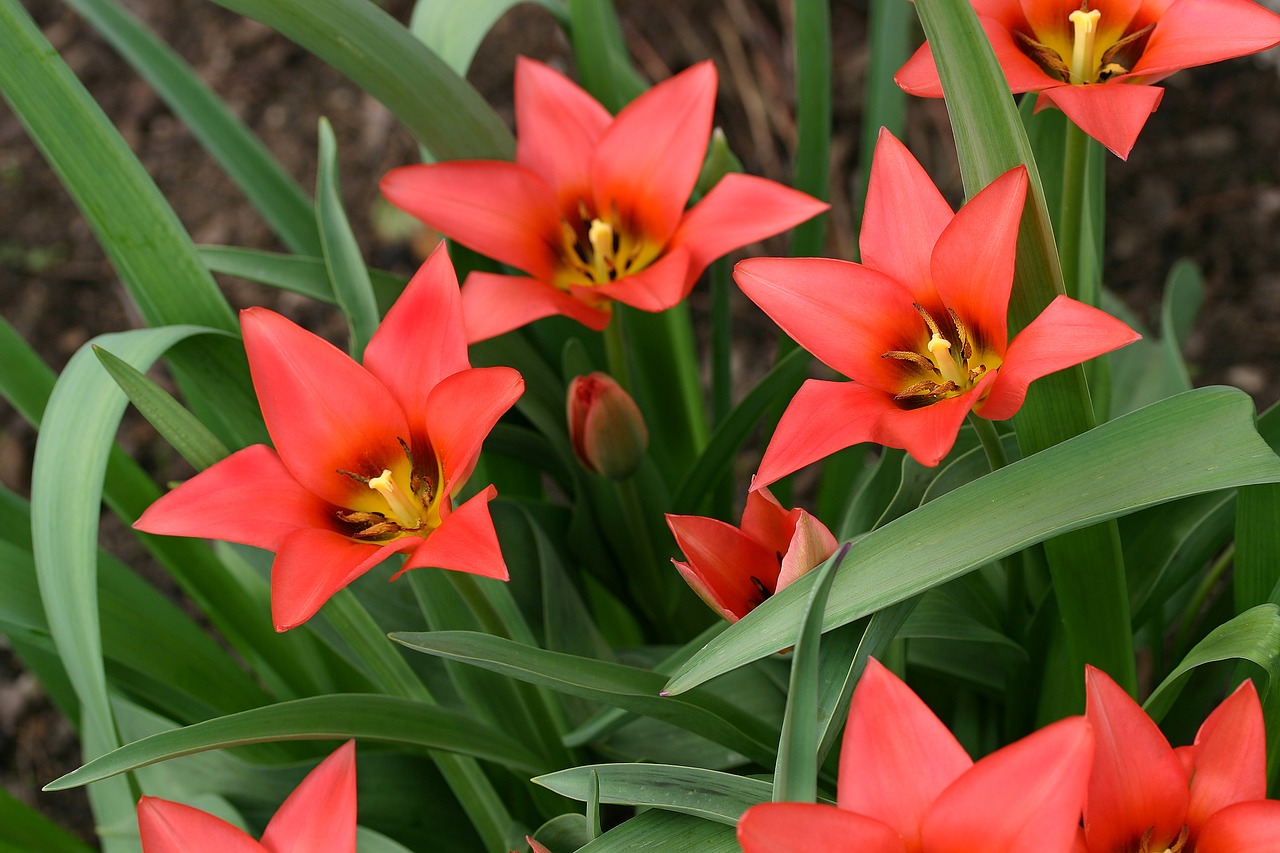 tulips  flowers  spring free photo