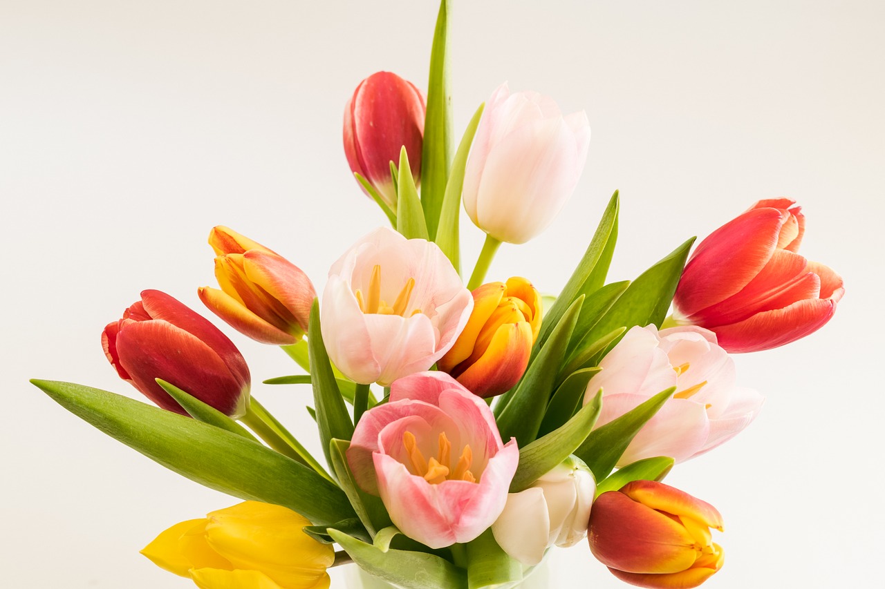 tulips  background  flowers free photo