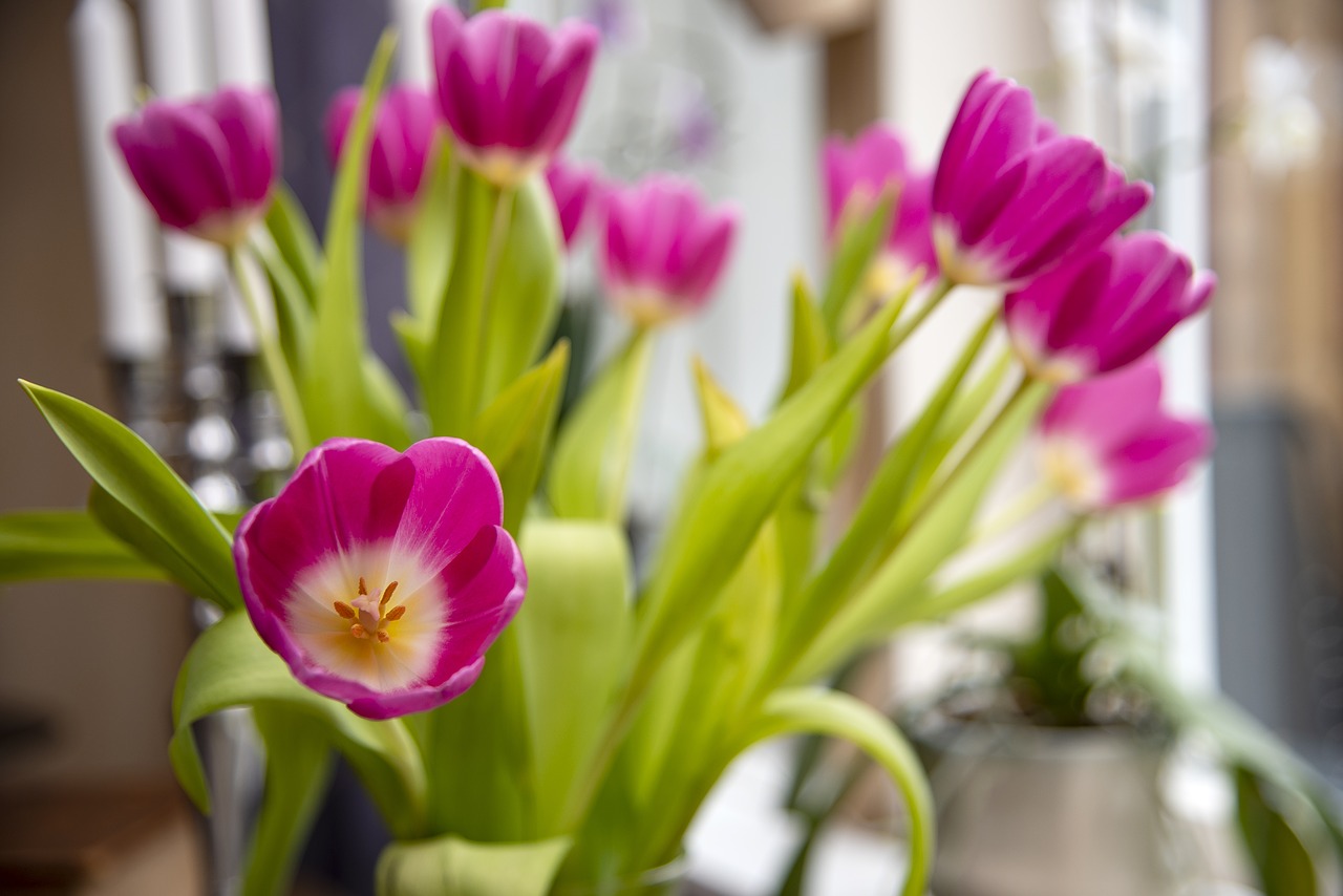 tulips  bouquet  flowers free photo