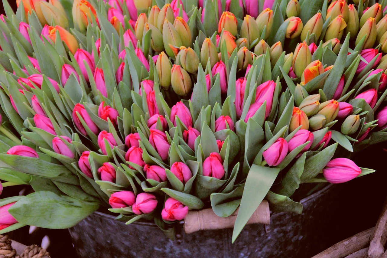 tulips  market  market stall free photo