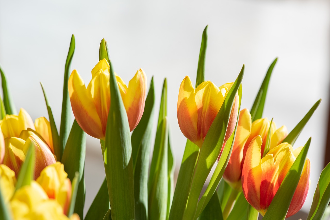 tulips  flowers  yellow free photo