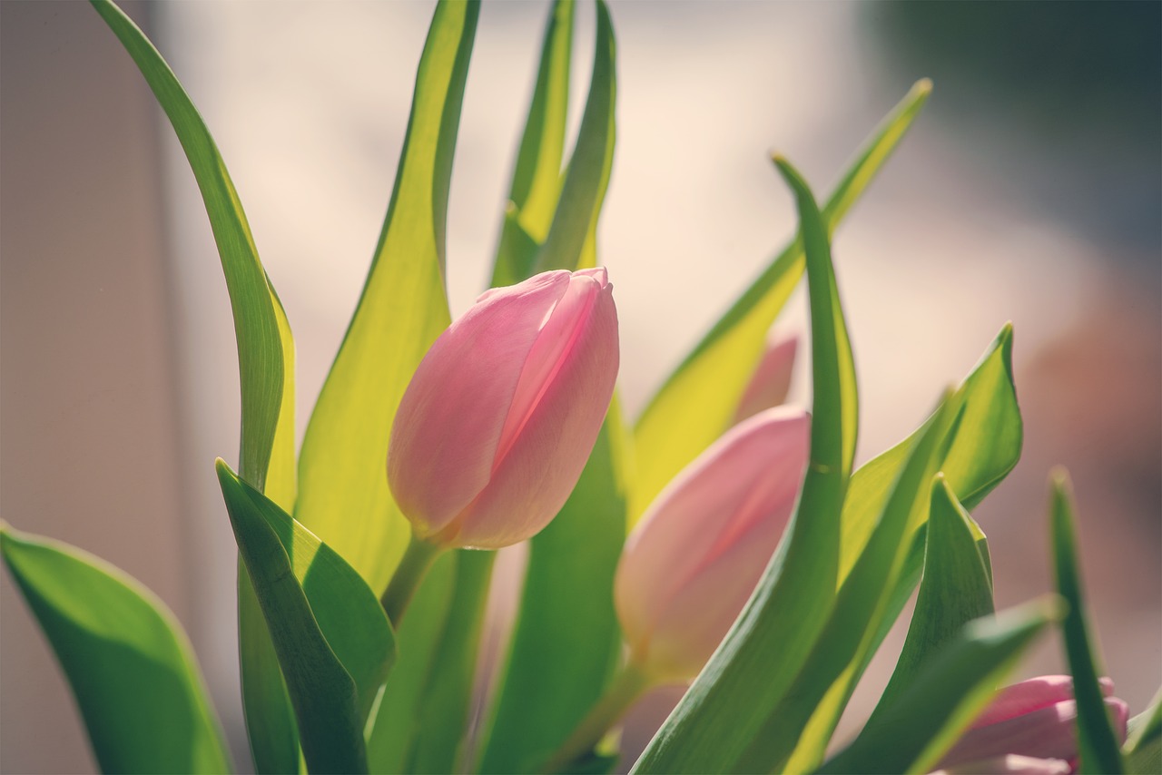 tulips  pink  flowers free photo