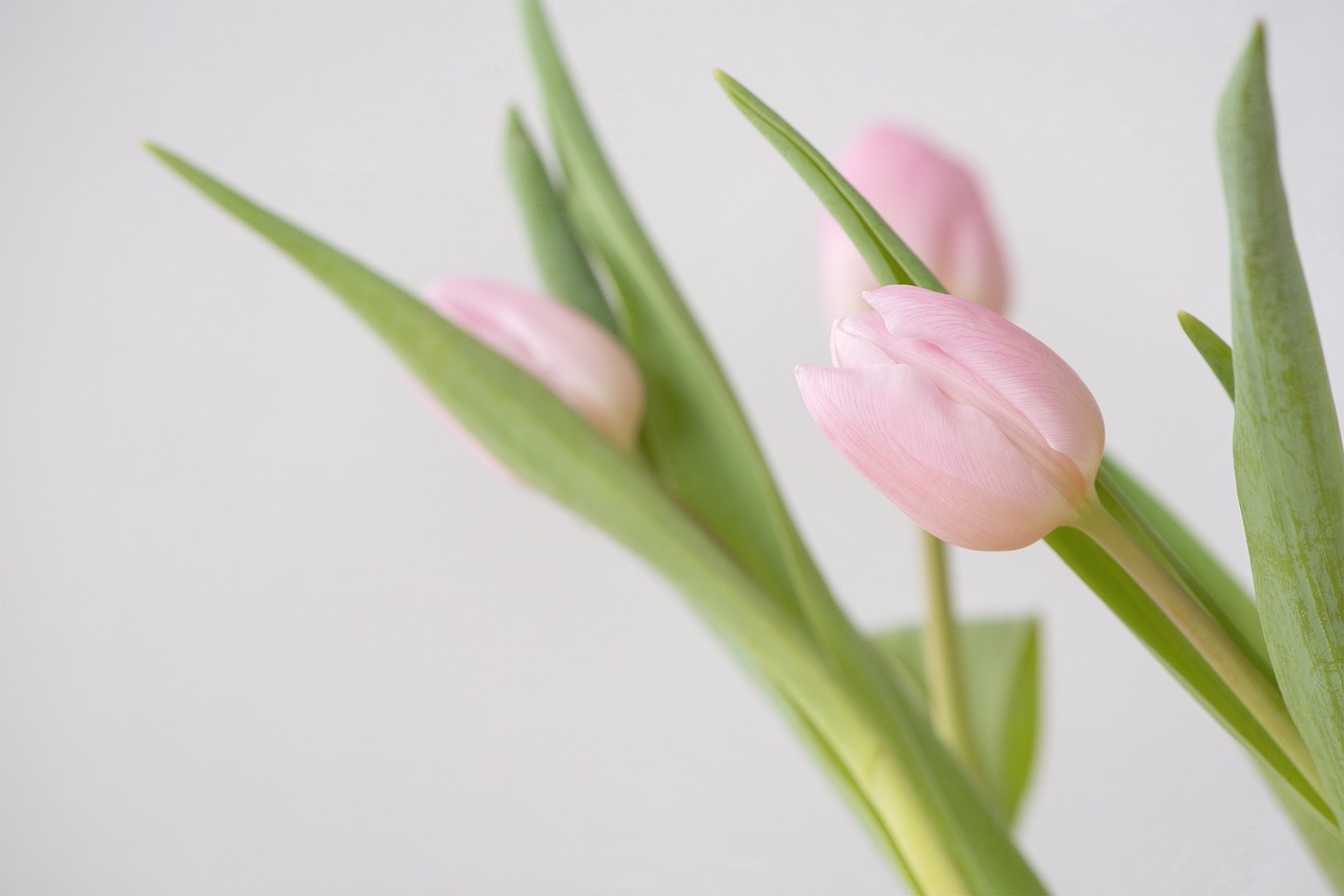 tulips  pink  flowers free photo