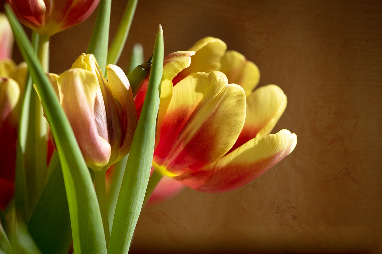 tulips  flowers  red free photo