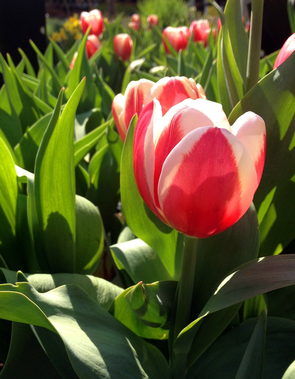 tulips flower spring free photo