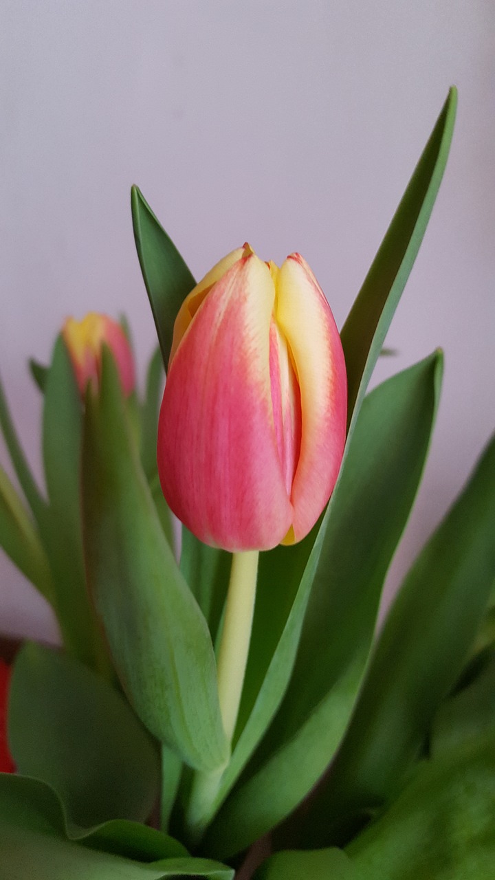 tulips  flowers  spring flowers free photo