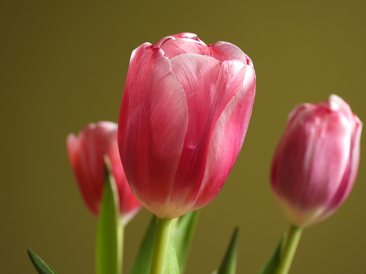 tulips  pink tulip  flower free photo