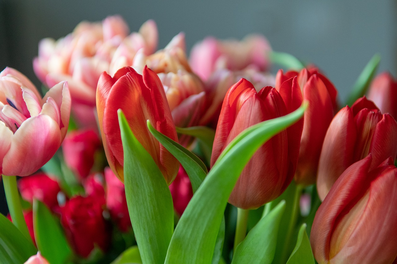 tulips  tulip  flower free photo