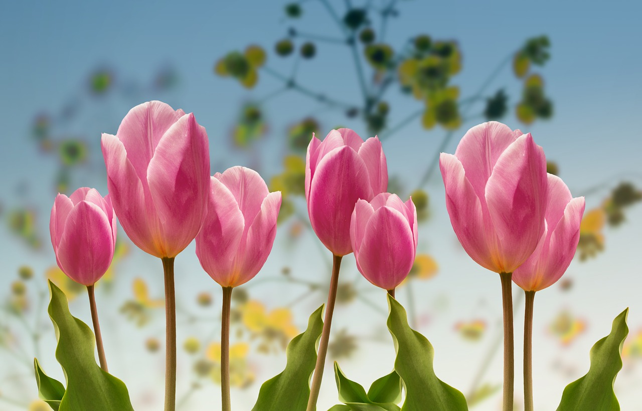 tulips  spring  flowers free photo