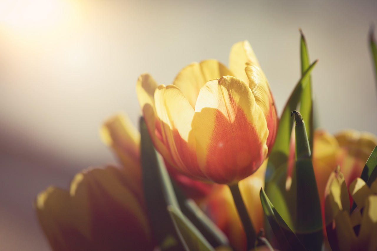 tulips  flowers  yellow free photo
