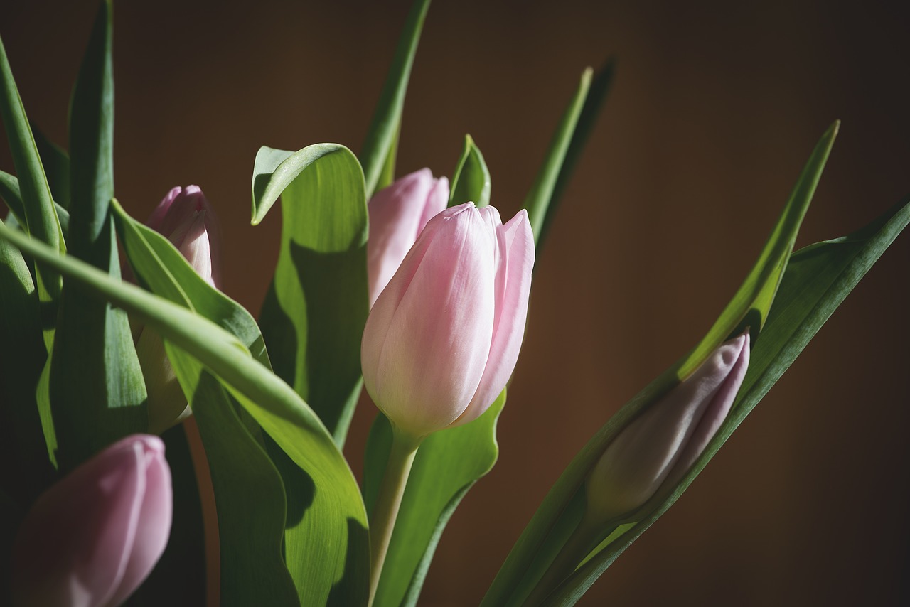 tulips  pink  flowers free photo