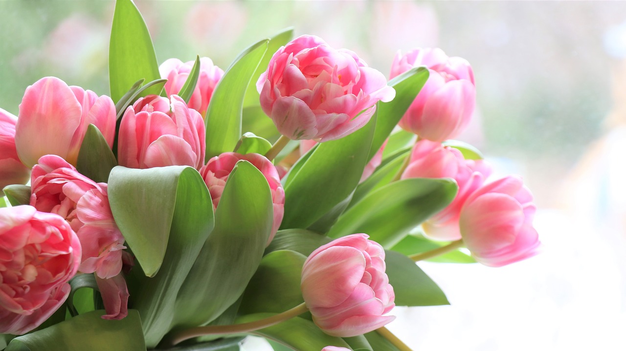 tulips  flowers  flower free photo