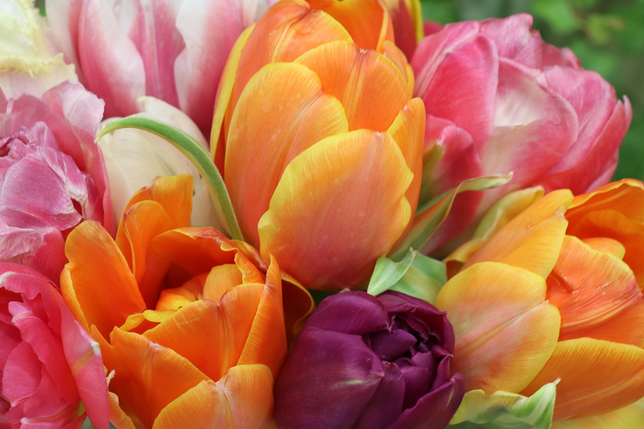 tulips  bright  bouquet free photo