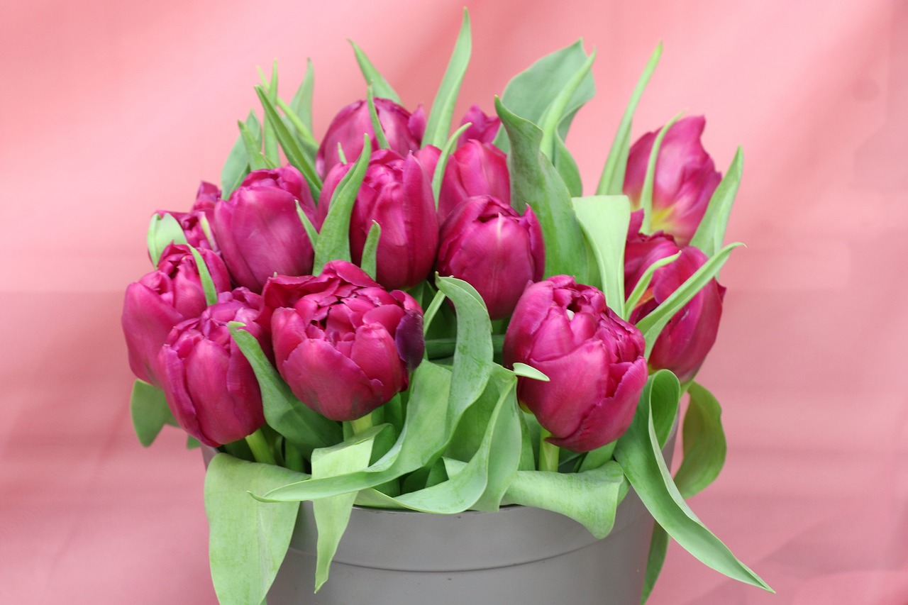 tulips  bouquet  purple free photo