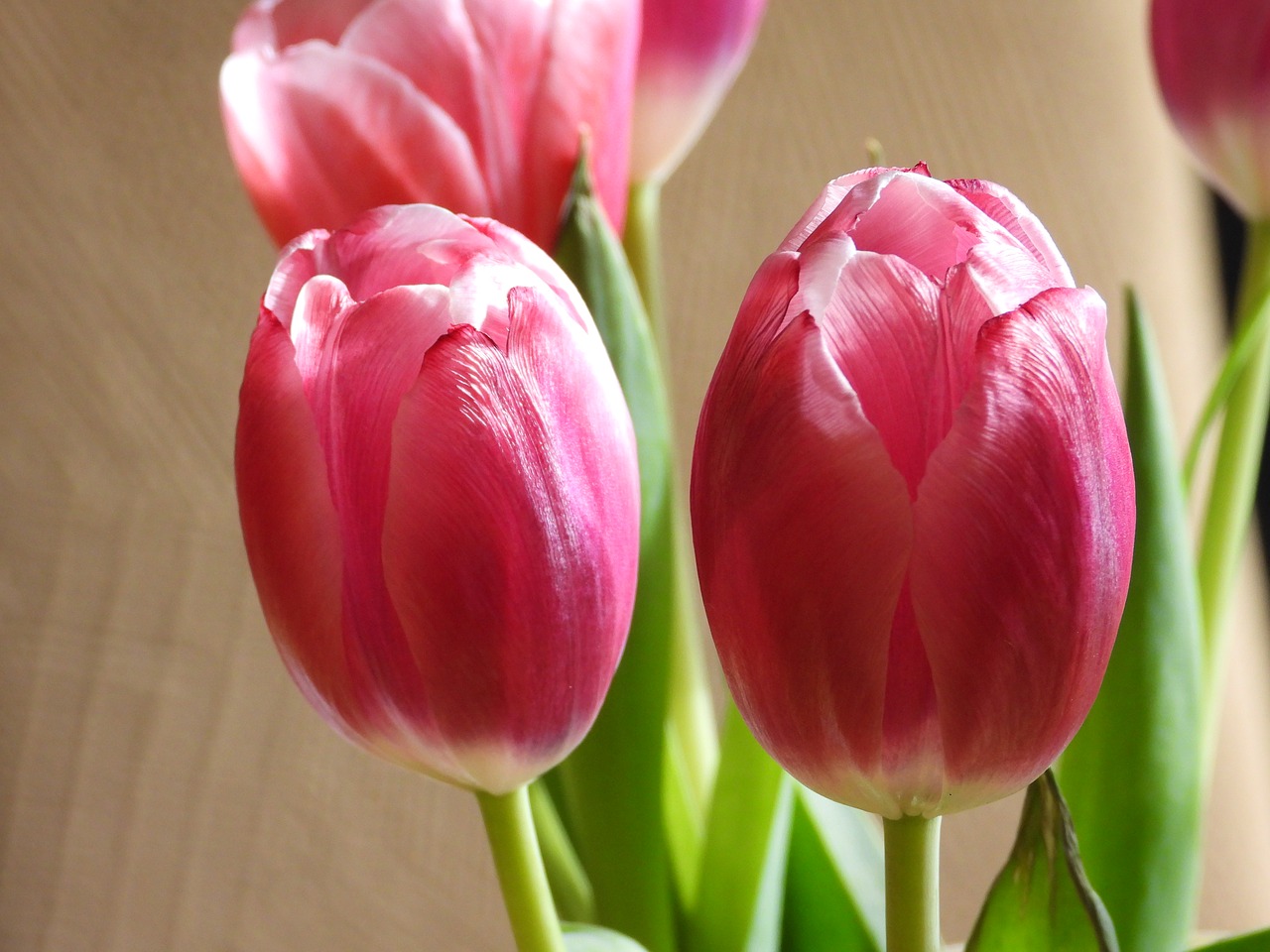 tulips  flowers  spring free photo