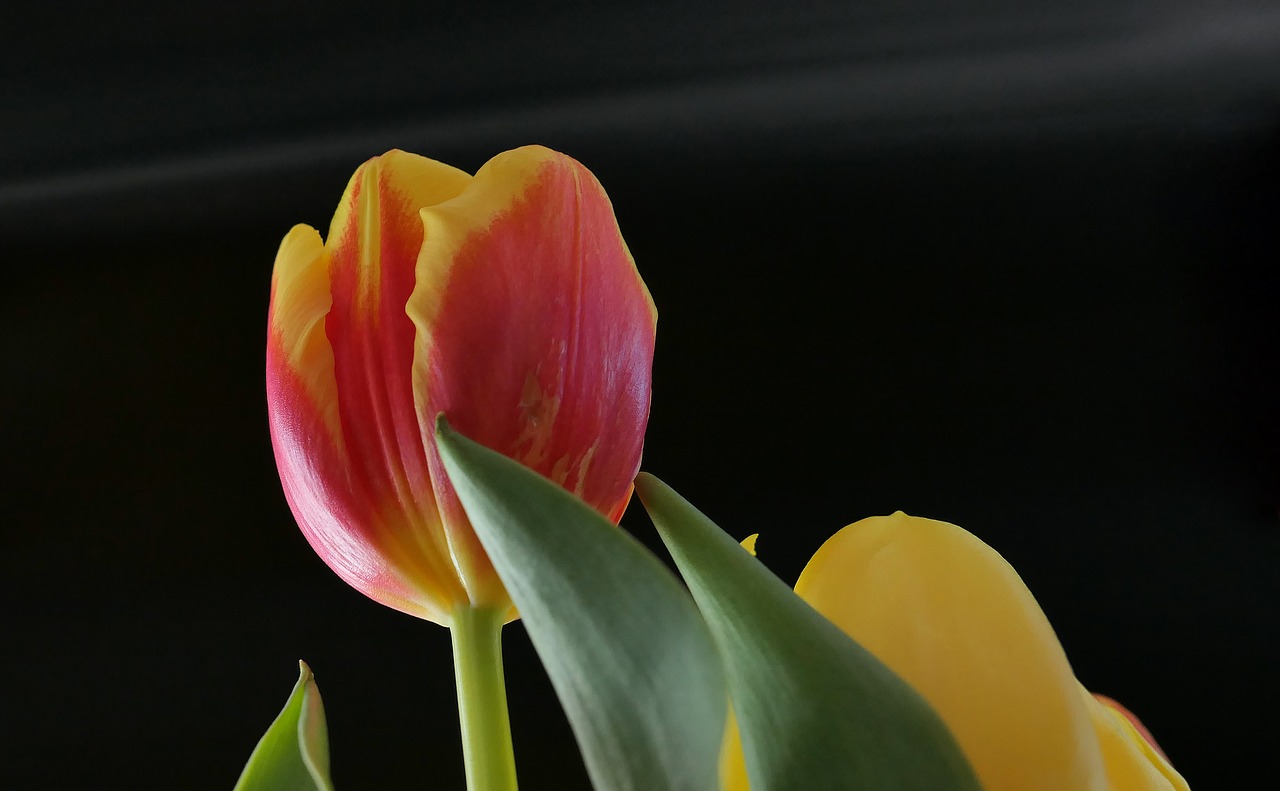 tulips  spring  flowers free photo