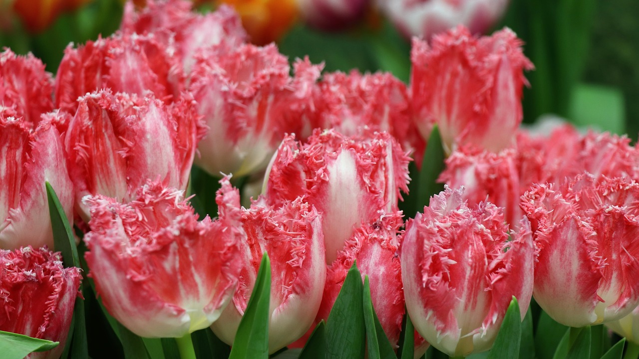 tulips  tulip  pink free photo