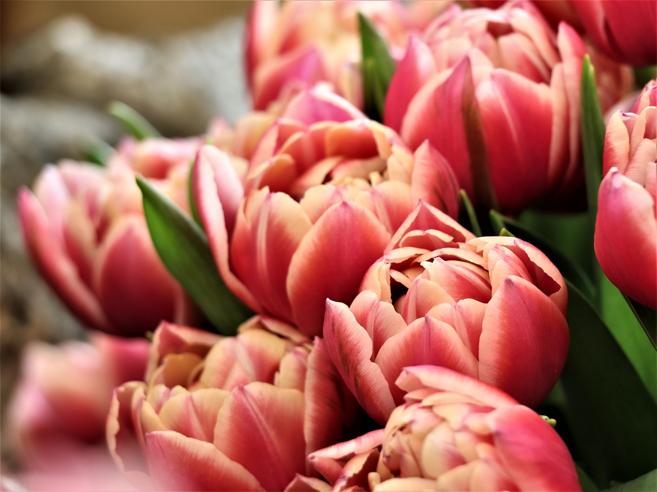 tulips  flowers  bouquet free photo