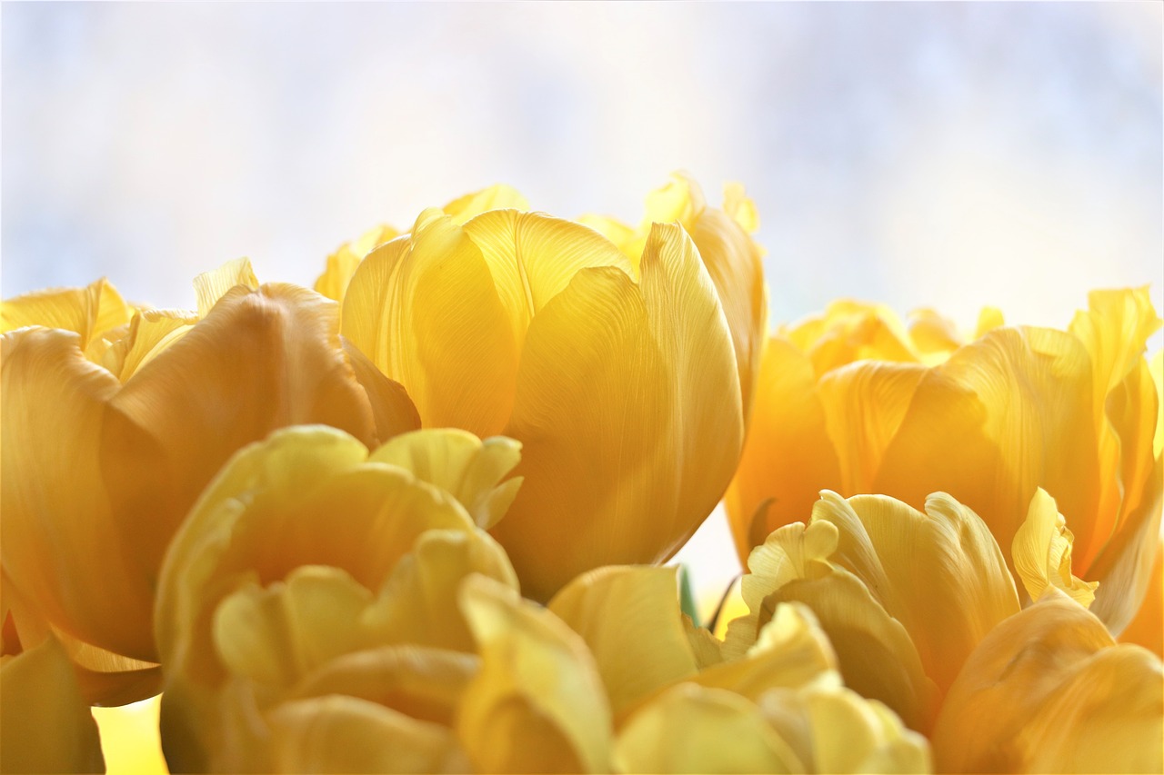 tulips  yellow  flowers free photo