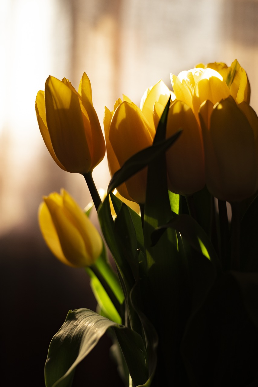 tulips  yellow tulips  yellow free photo