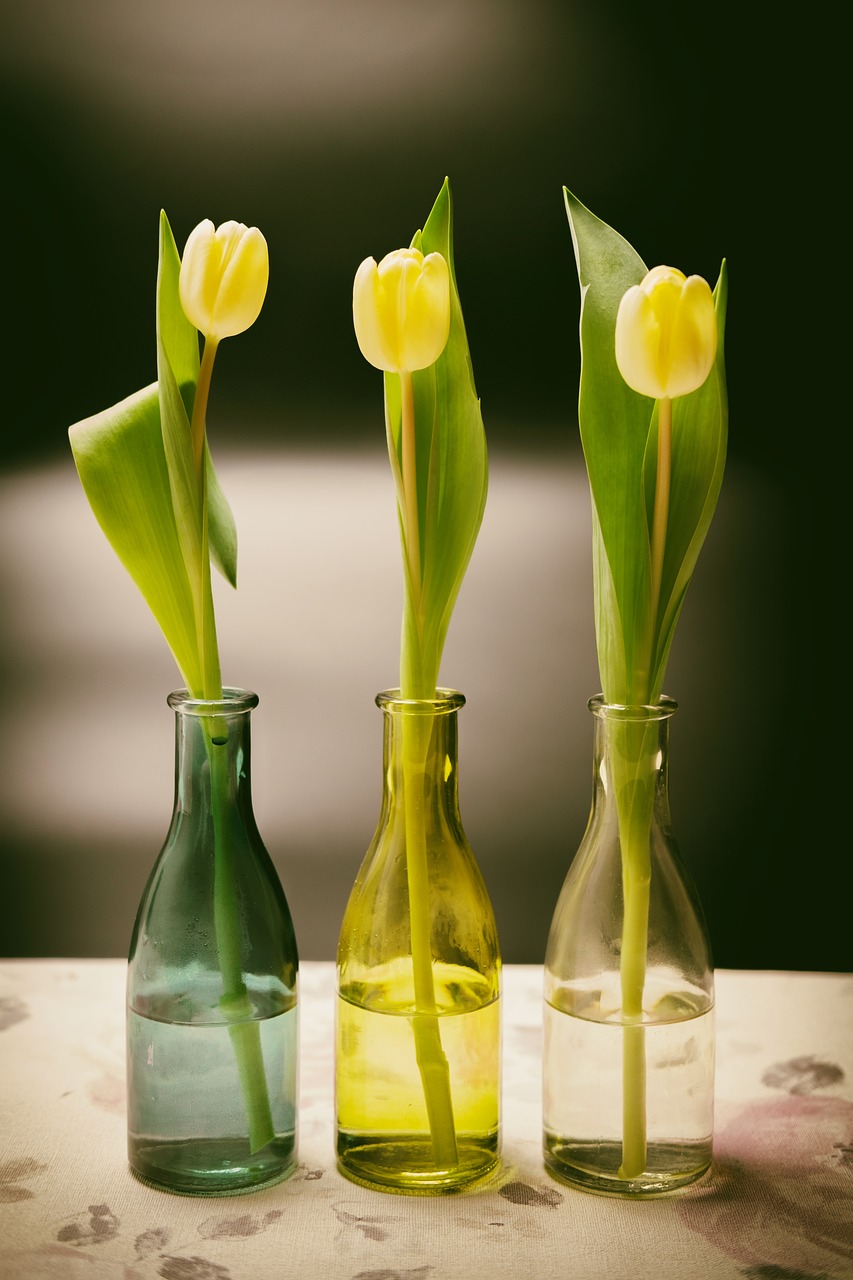 tulips  flowers  spring free photo